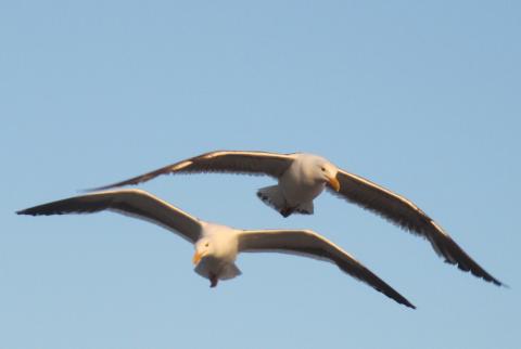 Seagulls